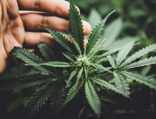 In defense of the amateur gardener: Why don’t Arkansas cannabis laws have a grow-your-own