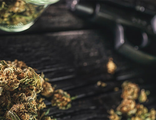 Circuit Breaker—Judicial Disconnect on Disarming Cannabis Users | Rockefeller Institute of