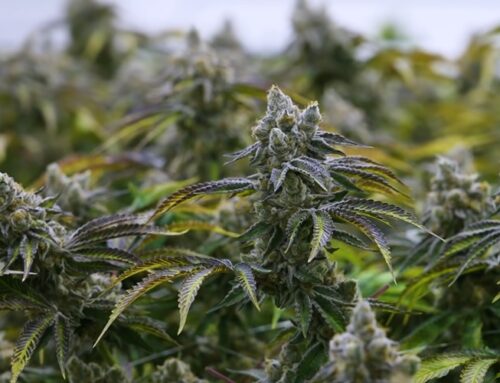 Chinese Cannabis Network Exposed: Spotlight on Illegal Grows