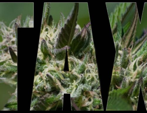 State Cannabis Tax Cut a Mixed Bag for Humboldt (Also more Info from the Board of Supes)