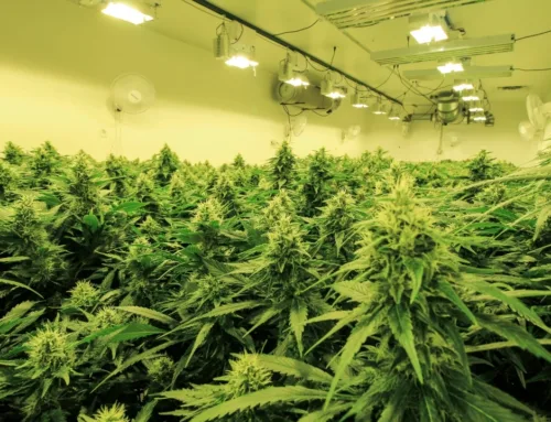 Colorado cannabis prices fall to all-time low despite grower exodus