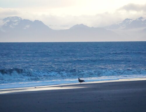 No public comment or hearings on environmental review of oil leasing in Alaska’s Cook Inle