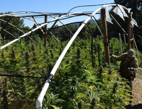 Over 6,200 Cannabis Plants Eradicated, Toxic Pesticides Found in Island Mountain Area Raid