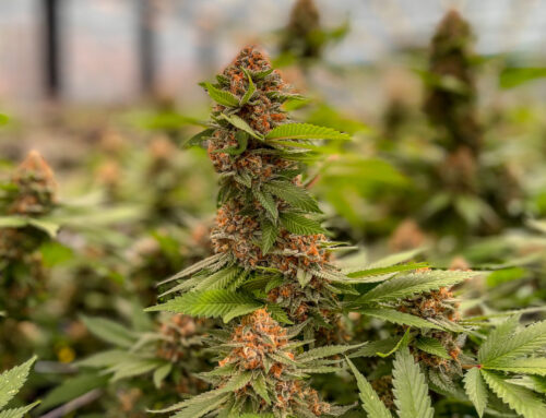 St. Louis County drops bill to ban unregulated intoxicating cannabis products