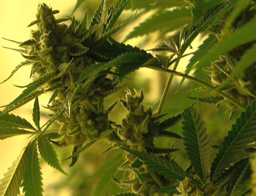 Cannabis companies kicked out of Colorado after reports of liver injuries