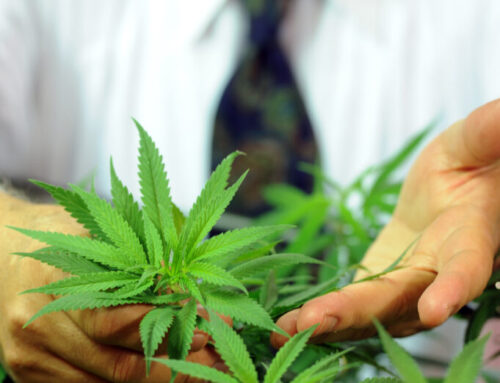 UM Cannabis Contract Up In Smoke