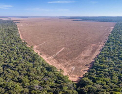 Cutting down the Amazon will bring extreme rain, wind and heat