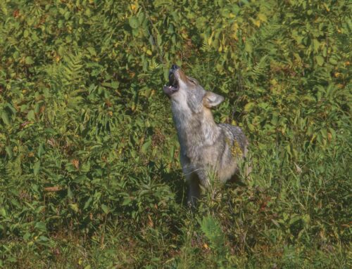 Coalition pushes state to include wolves in updates to conservation plan