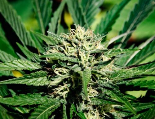 Humboldt Planning Commission Supports Easing of Cannabis Microbusiness Regs