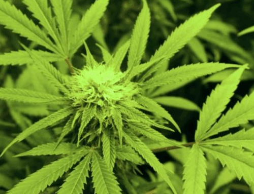 Lawmakers, businesses eye potential launch of recreational pot market in Virginia
