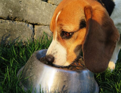 Reducing the environmental ‘paw-print’—plant-based dog foods are more sustainable than mea