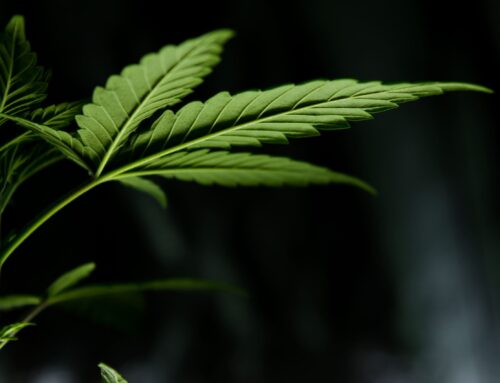 Trump posts video on cannabis’s medical benefits for seniors (Newsletter: September 29, 20