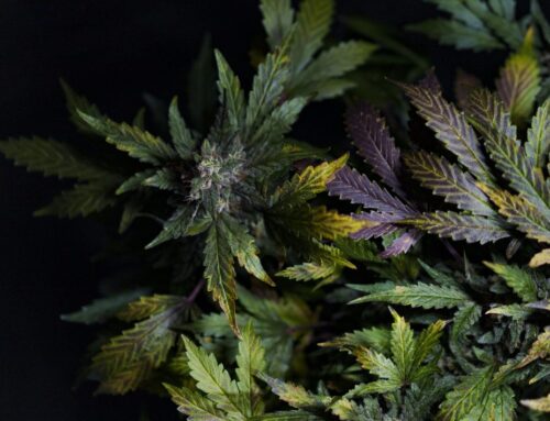 Marylanders can soon legally produce cannabis for personal use at home