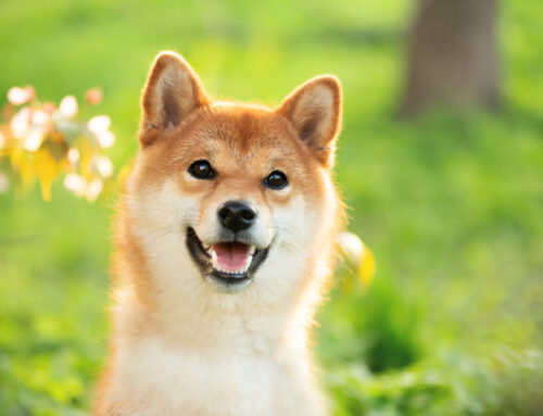 Could Dogecoin Be the Next Bitcoin?