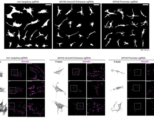 Mapping ‘dark’ regions of the genome illuminates how cells respond to their environment