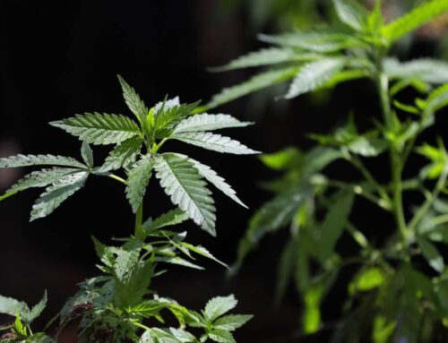 Huge cannabis recall drives questions about market safety regulation