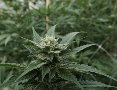 Trump DOJ says cannabis & guns dispute “warrants” SCOTUS review (Newsletter: September 25,