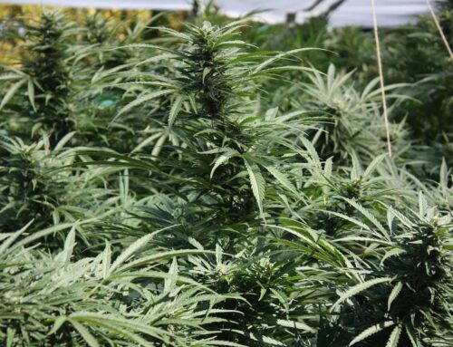 Ann Arbor State Senator Irwin joins cannabis industry in fighting proposed marijuana tax h