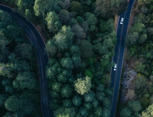 Outside/In: Why is there so much roadkill?