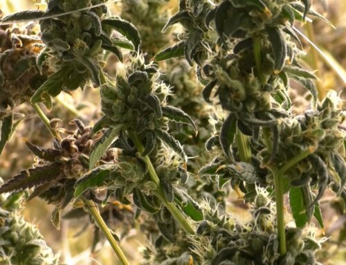 Georgia state lawmakers weigh expanded access to medical cannabis – 41NBC News