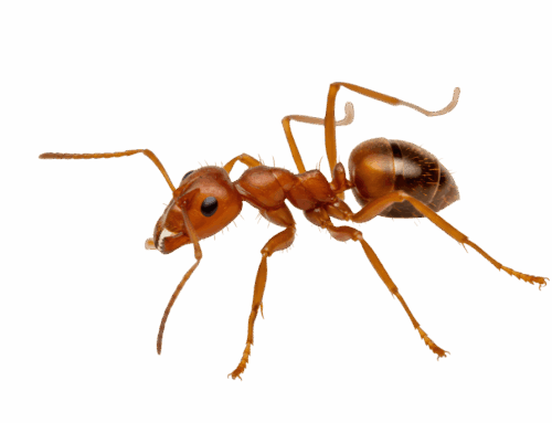 Red Imported Fire Ants Ravage South Carolina Hemp Crop