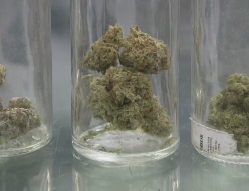 Medical cannabis sales in Virginia reach $30 million in first two months