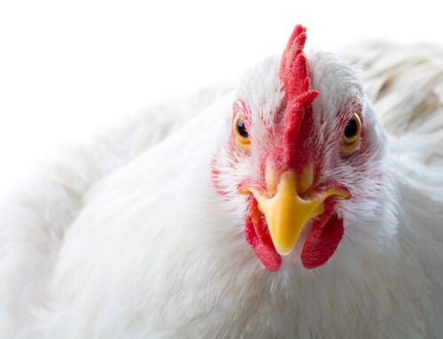 Family Farm Environmental Excellence in Poultry