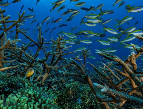 Why Africa’s oceans bear brunt of planet’s environmental crisis