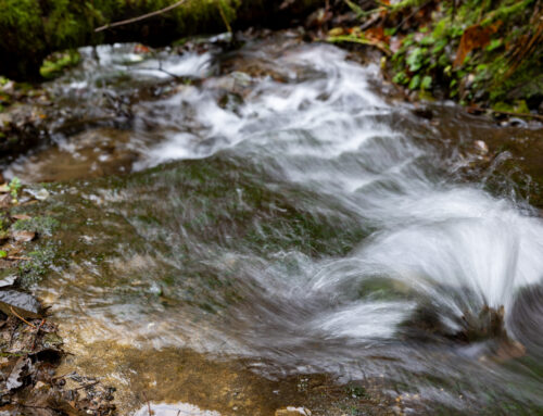 WA’s stream buffer rule: Big economic impact, little environmental evidence