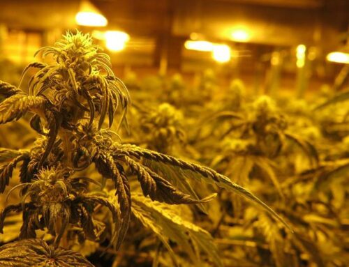 Senator says medical cannabis restrictions could backfire on opponents