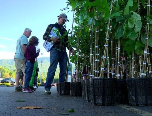 Hundreds of native trees given away to support environmental recovery after Helene