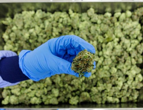 Germany Is Seeking Stricter Rules For Medical Cannabis To Crack Down On Online Prescriptio