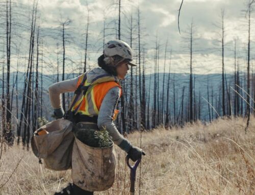 This Innovation Makes It Easy For Companies To Restore The Environment