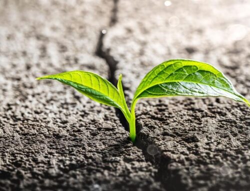 America’s Cannabis Market Is Breaking Down. A Select Few Are Breaking Out