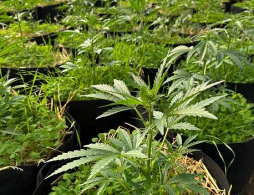 Prairie Island Indian Community Crafts Sustainable Cannabis Vision