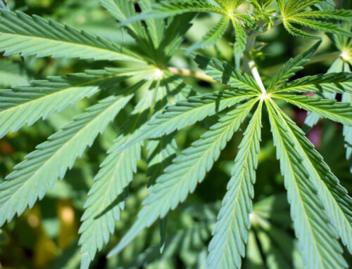 Judge puts Florida gun restriction case for medical marijuana patients on hold