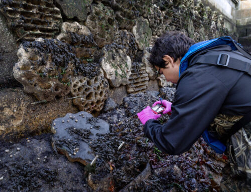 One year in, sea creatures have turned the Seaport’s ‘living seawall’ into a home