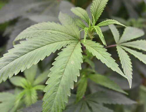 An ‘alarming’ amount of young people use cannabis to fall asleep, study shows