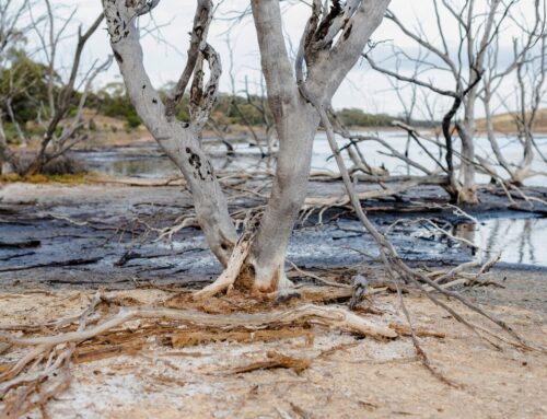 Australia Plans Environmental Watchdog in Proposed Legislation