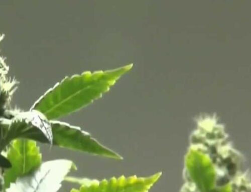 State Sen. John Cavanaugh files formal complaint over implementation of medical cannabis