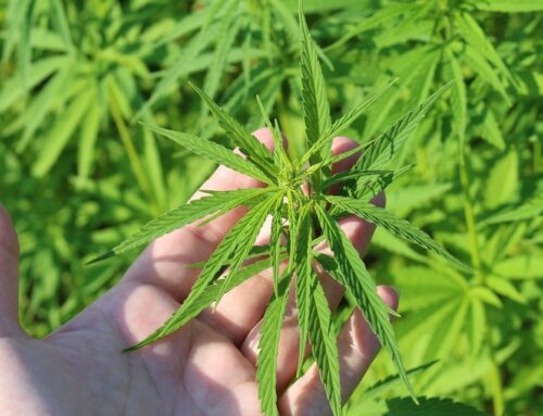 CT’s new cannabis laws, including higher allowable THC levels, go into effect today