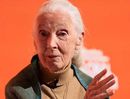 Jane Goodall, conservationist and chimpanzee expert, dies aged 91