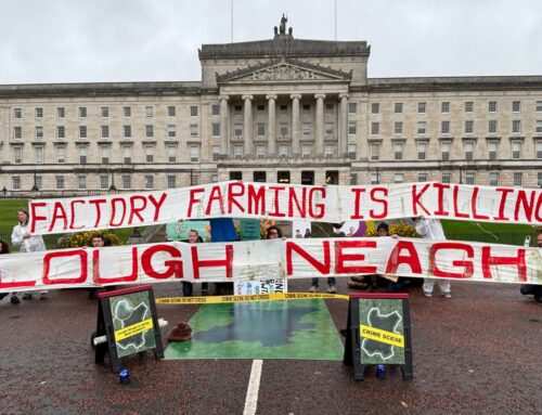 Stormont declared ‘crime scene’ over environmental crisis at Lough Neagh