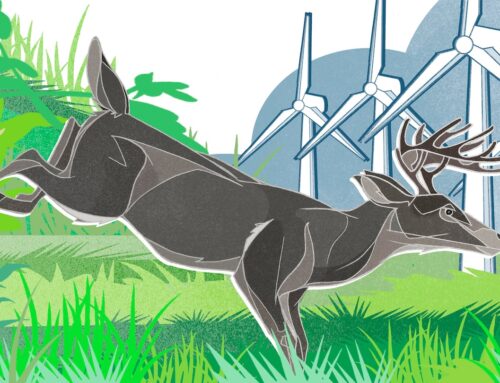 Welcome renewable energy to our wild lands