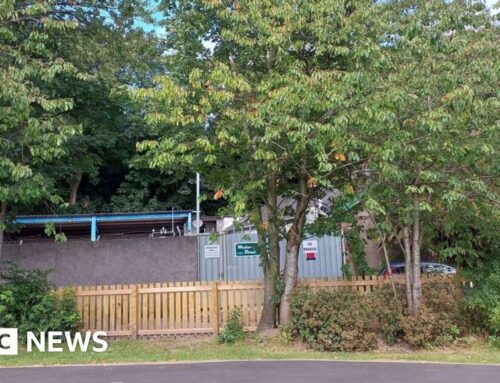 Walney Island tree removal ‘risks destroying local environment’