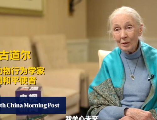 China remembers Jane Goodall and her ‘passionate engagement’ on the environment