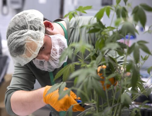 Cannabis conference coming to Grappone Center on Nov. 22