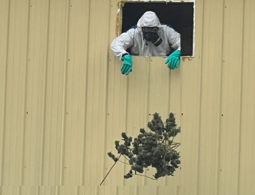 China’s black-market marijuana ‘tentacles’ have reached Michigan