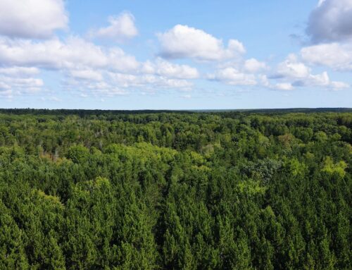 Michigan just saved a stunning piece of wilderness that wild elk call home