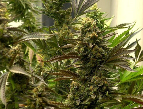 Court limits police vehicle searches based on cannabis odor